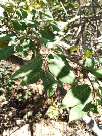 Rhus barclayi