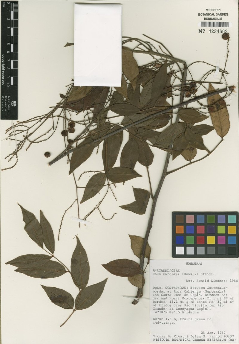 Rhus barclayi photo 3