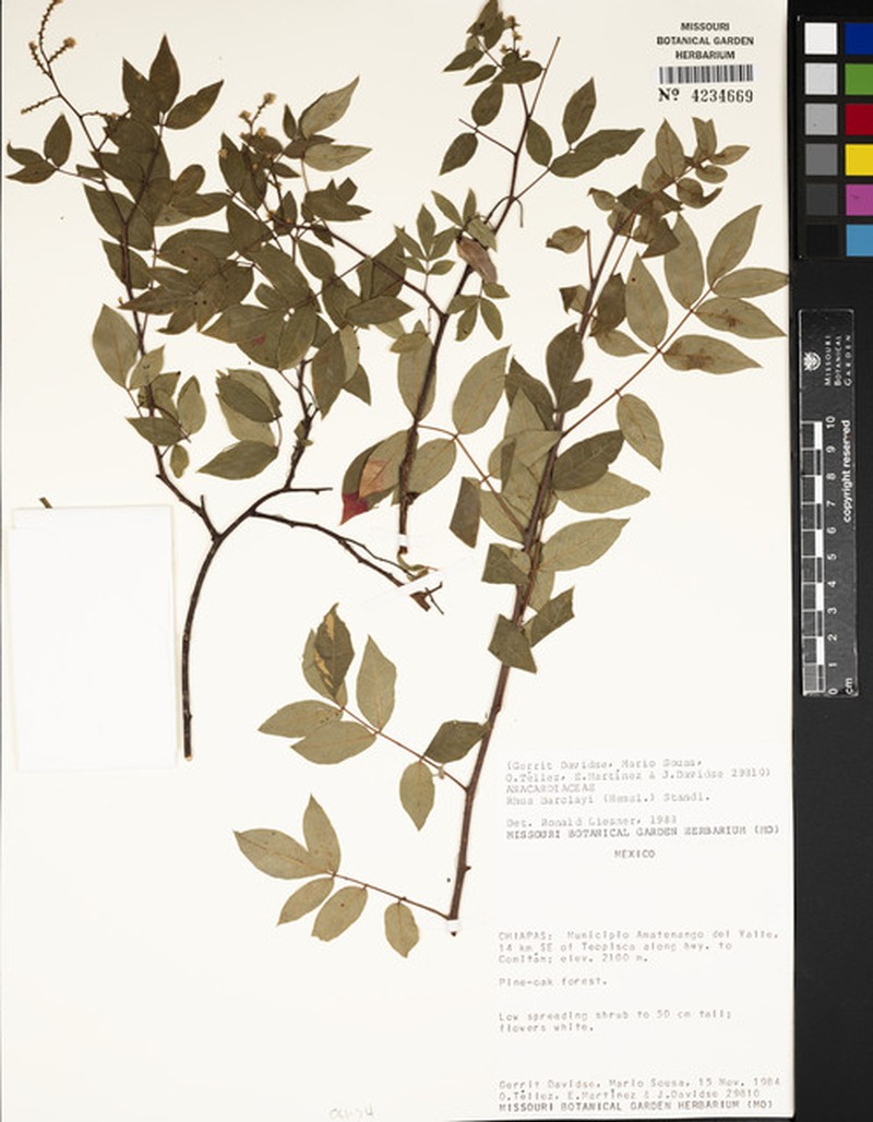 Rhus barclayi photo 4