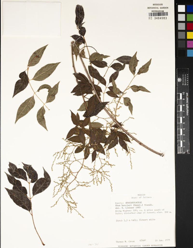 Rhus barclayi photo 5