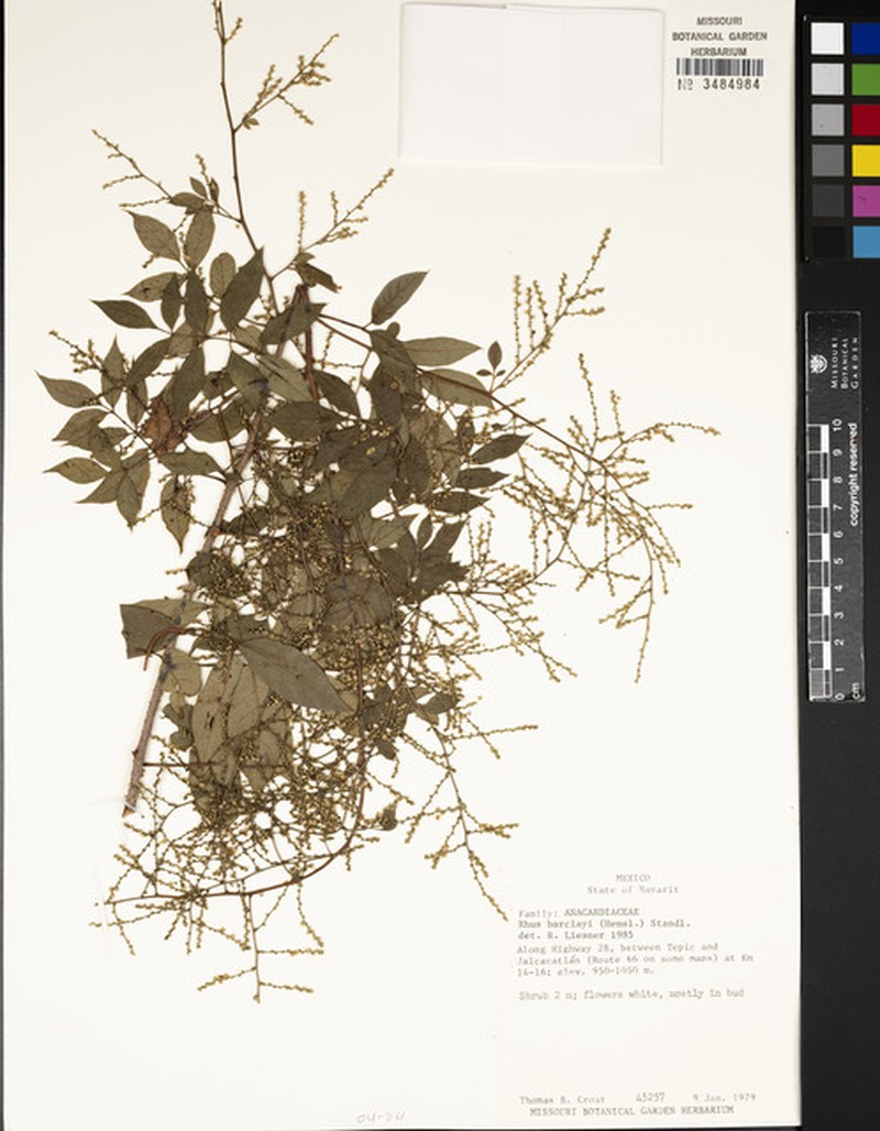 Rhus barclayi photo 6