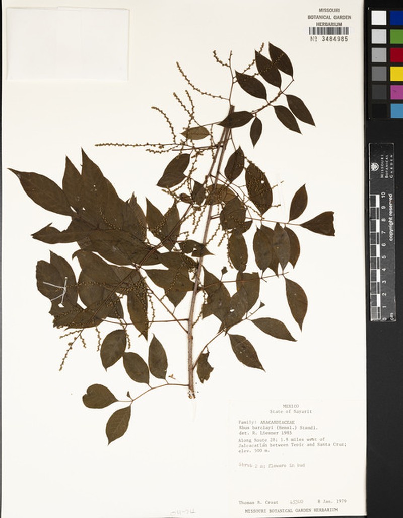 Rhus barclayi photo 7