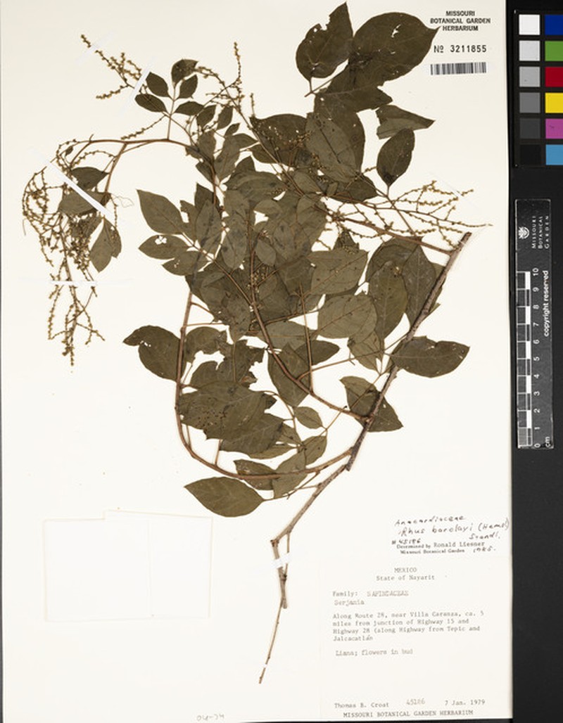Rhus barclayi photo 8