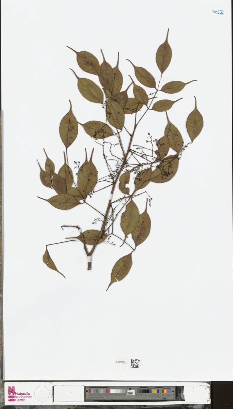 Rhus caudata