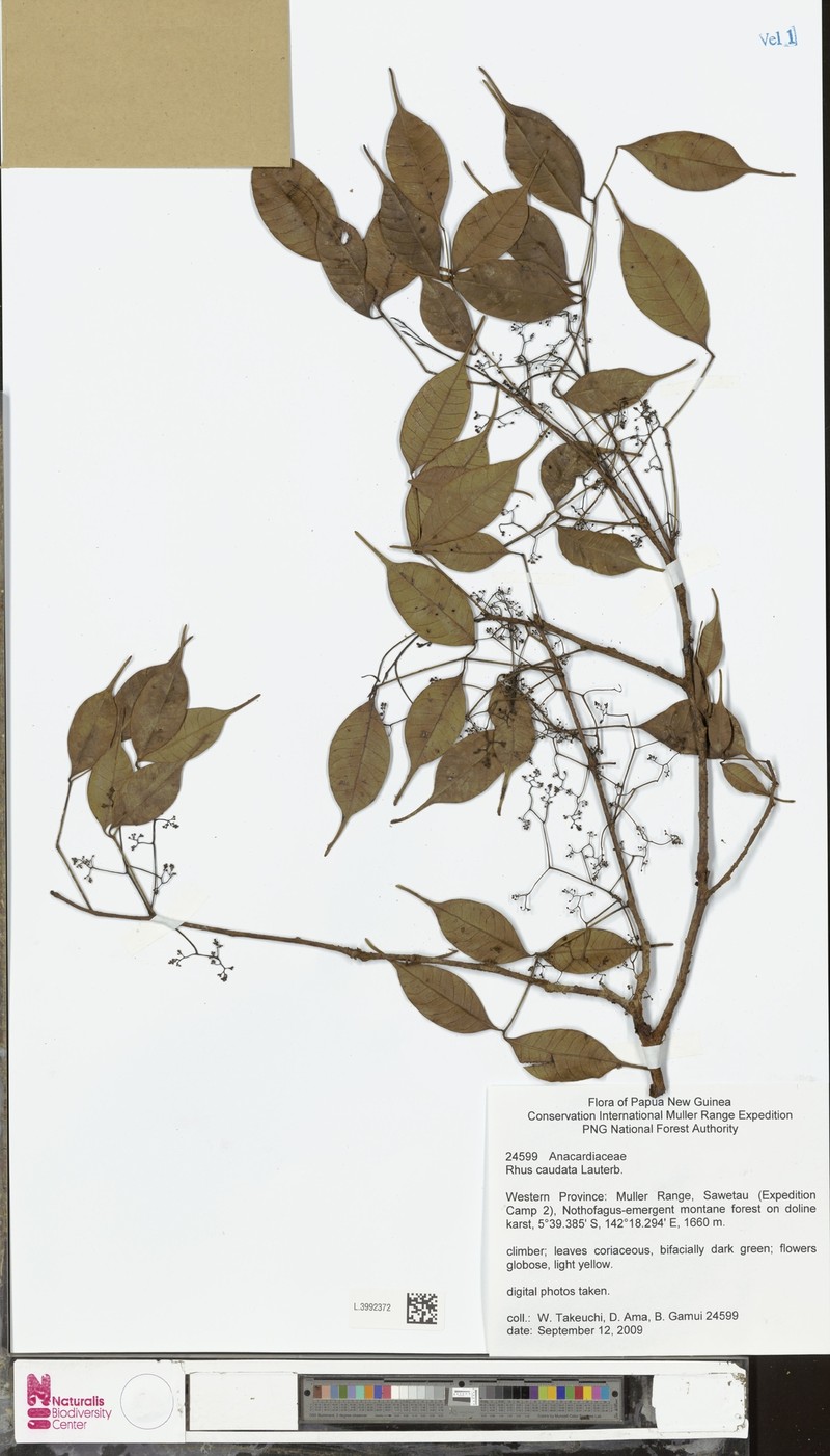 Rhus caudata photo 2