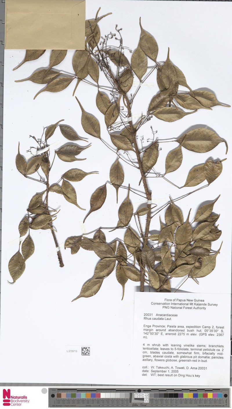 Rhus caudata photo 3