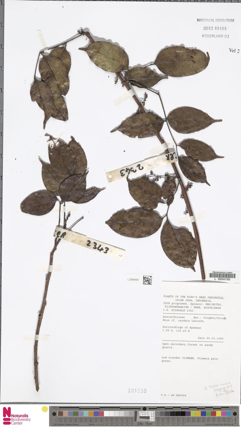 Rhus caudata photo 4