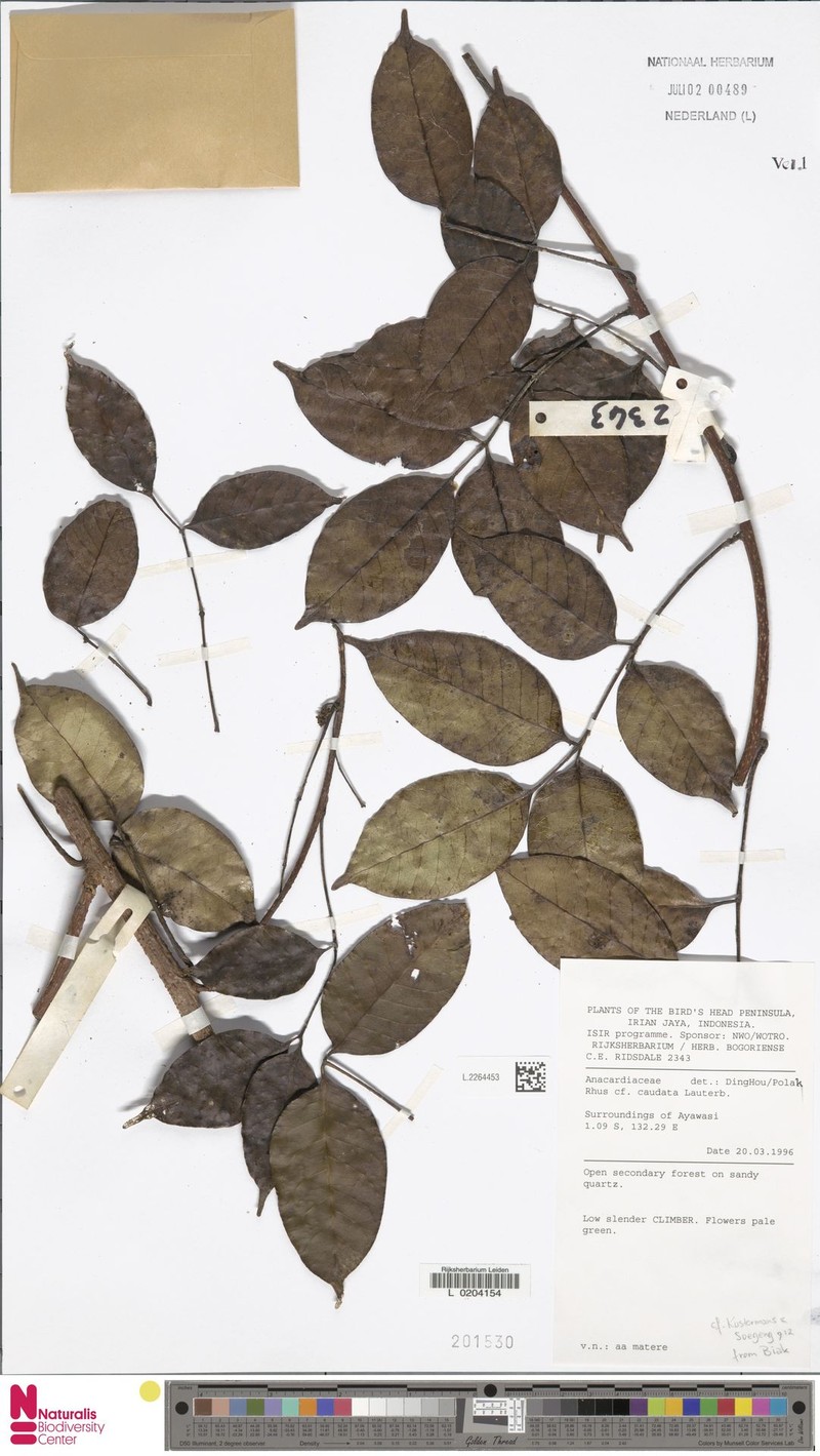 Rhus caudata photo 5