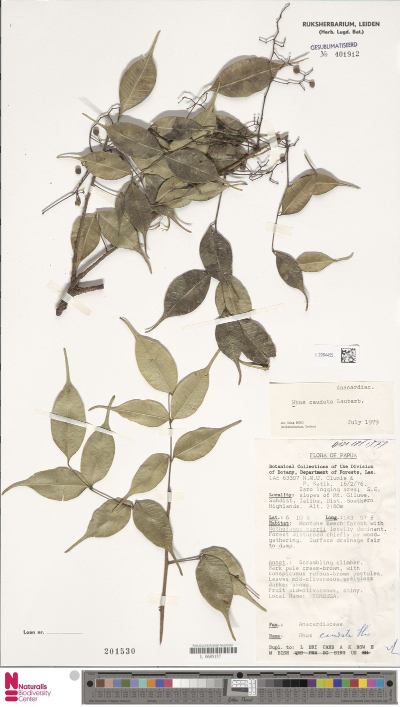 Rhus caudata photo 6