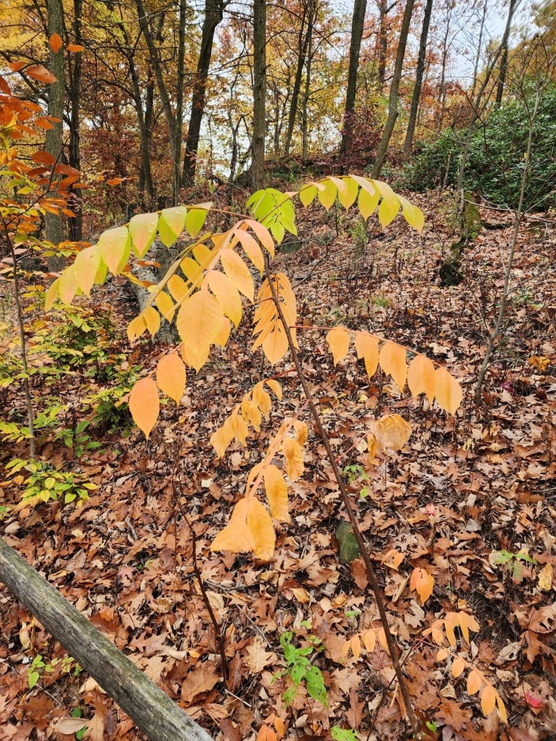 Chinese Sumac photo 6