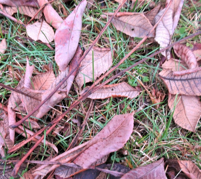 Chinese Sumac photo 7