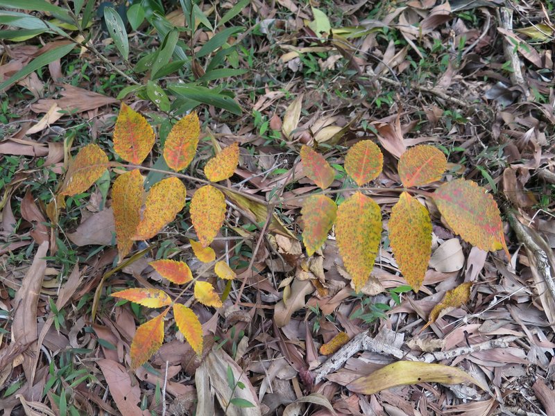 Chinese Sumac