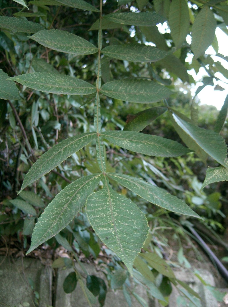 Chinese Sumac photo 2