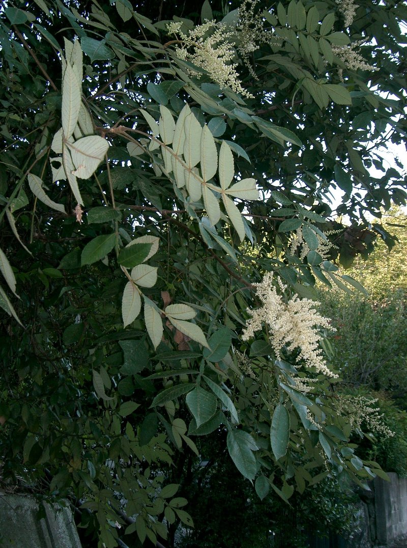 Chinese Sumac photo 3