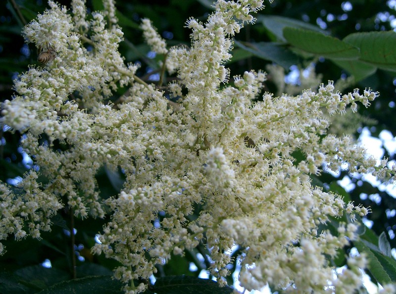 Chinese Sumac photo 4