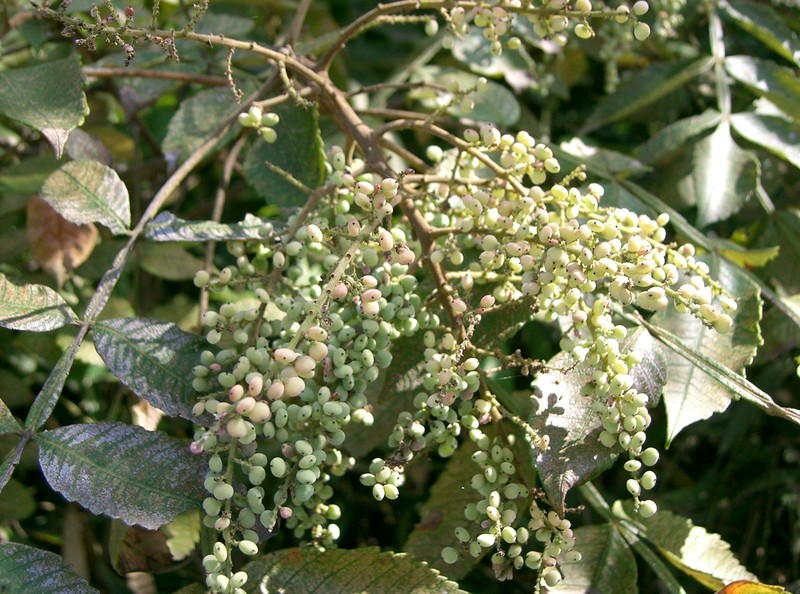 Chinese Sumac photo 5