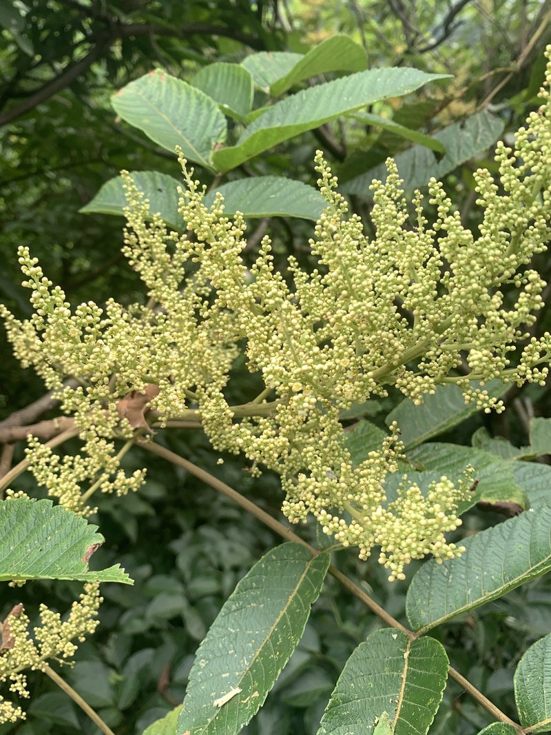 Chinese Sumac