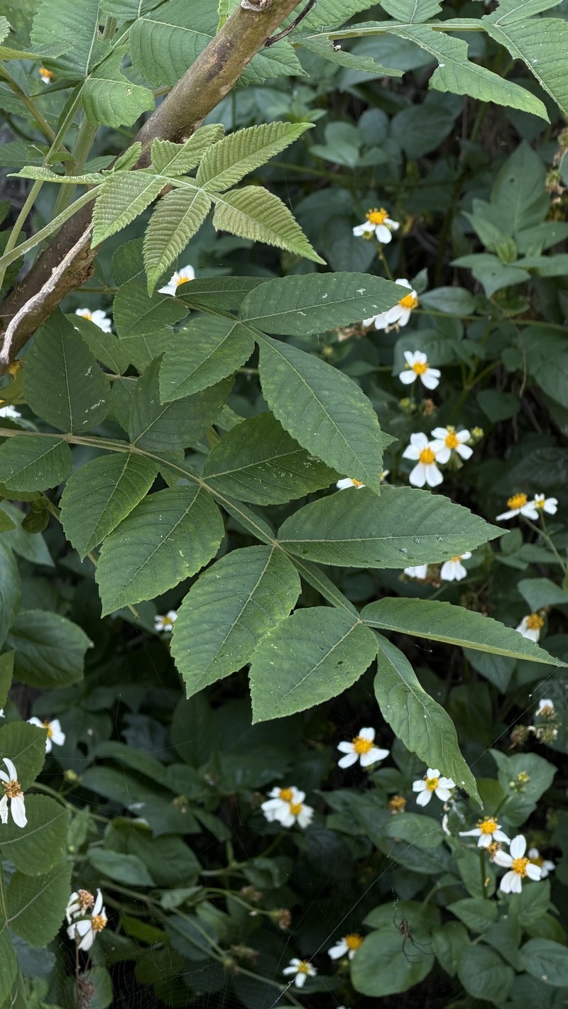 Rhus chinensis var. chinensis
