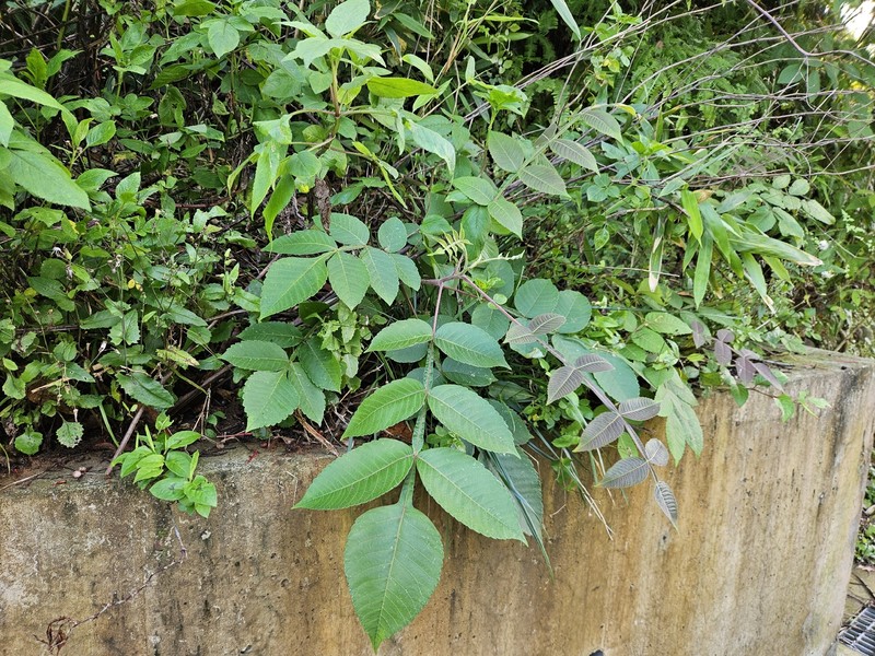Rhus chinensis var. chinensis photo 2