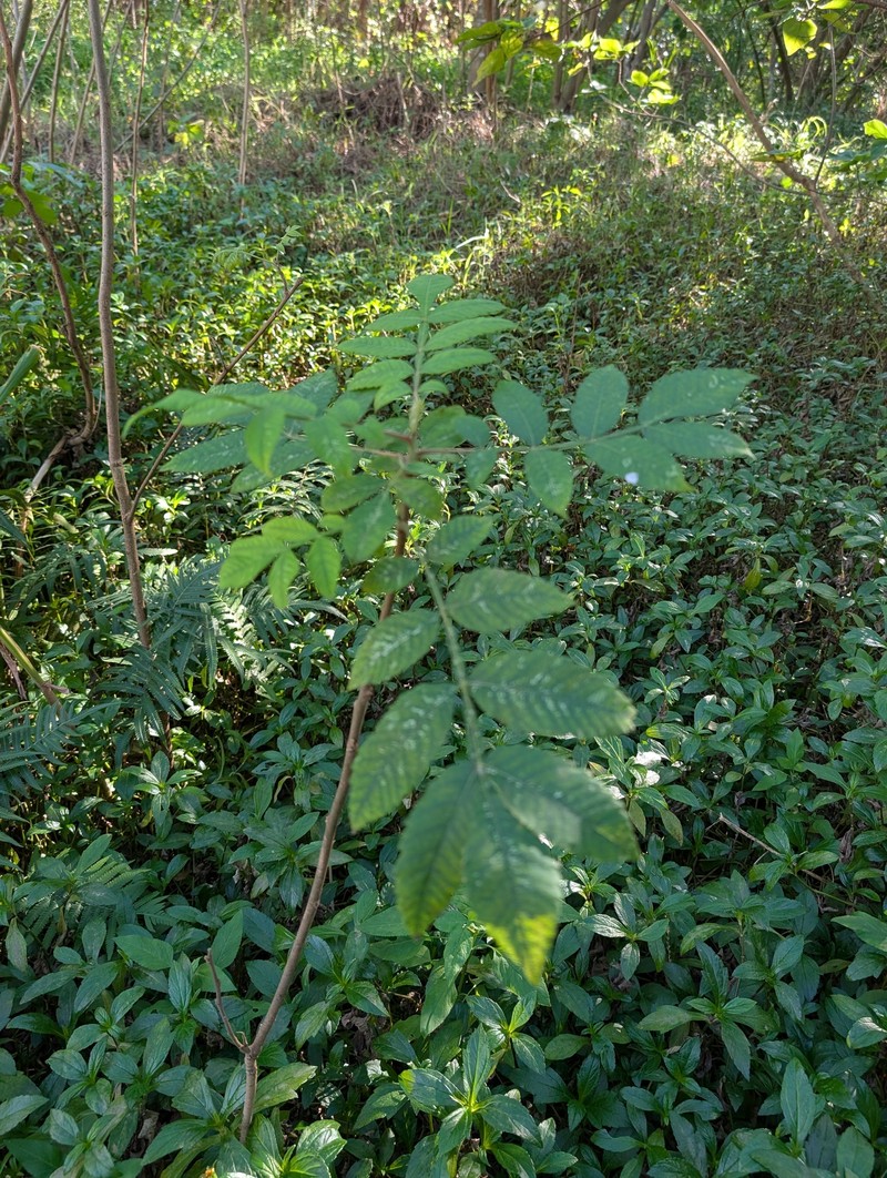 Rhus chinensis var. chinensis photo 3