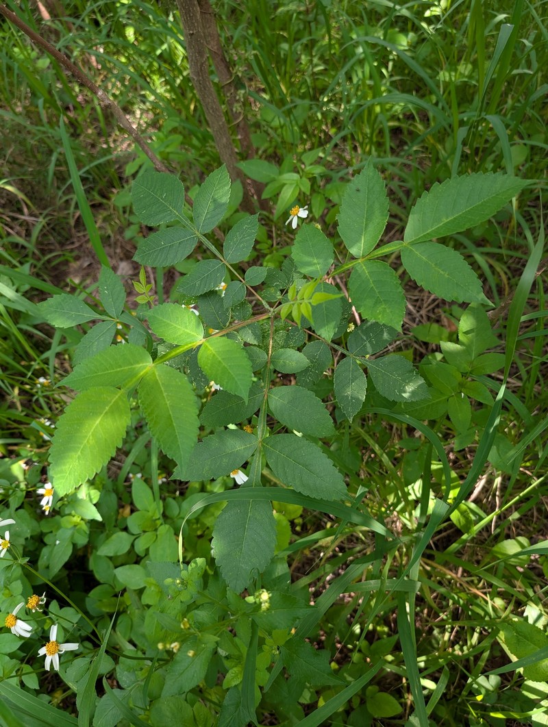 Rhus chinensis var. chinensis photo 4