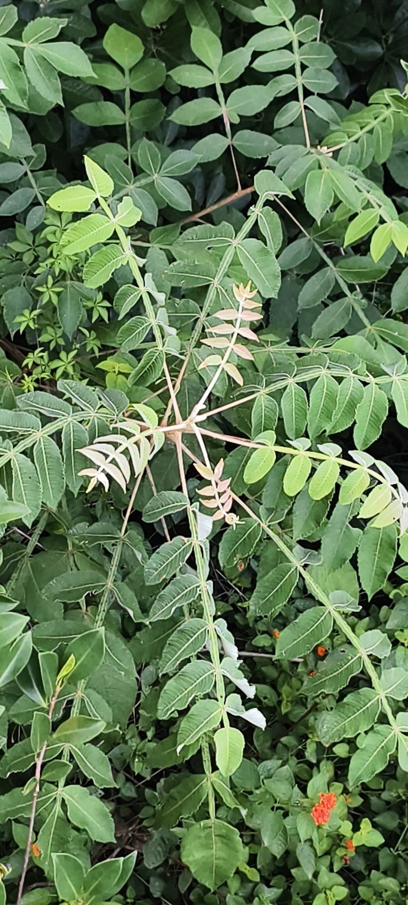 Rhus chinensis var. chinensis photo 5