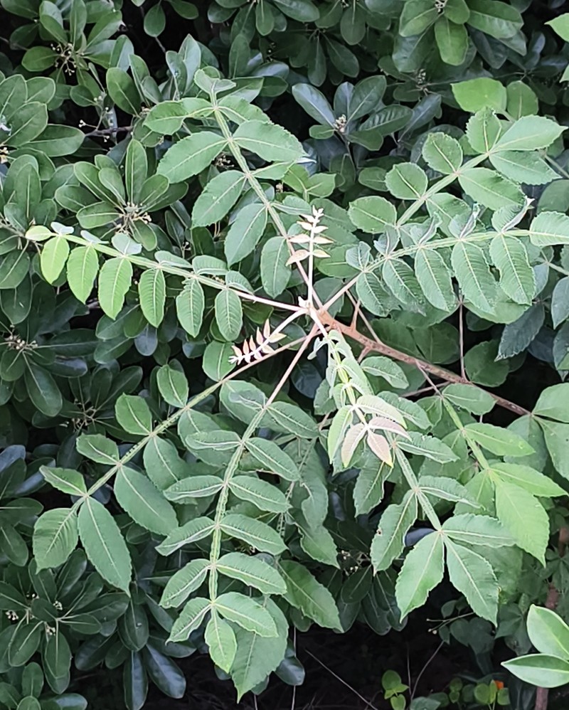 Rhus chinensis var. chinensis photo 6