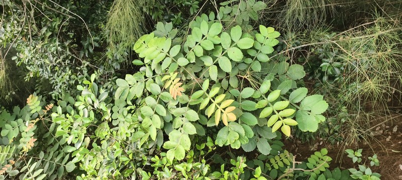 Rhus chinensis var. chinensis photo 7