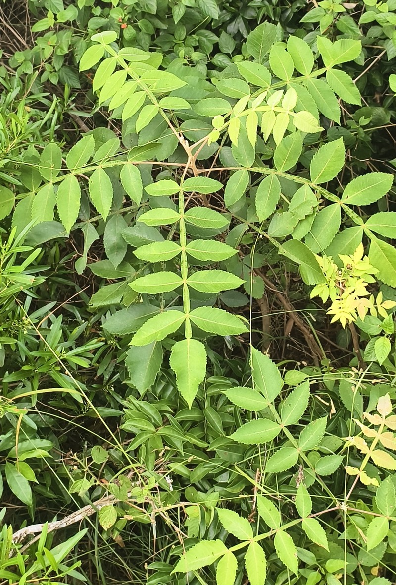 Rhus chinensis var. chinensis photo 8