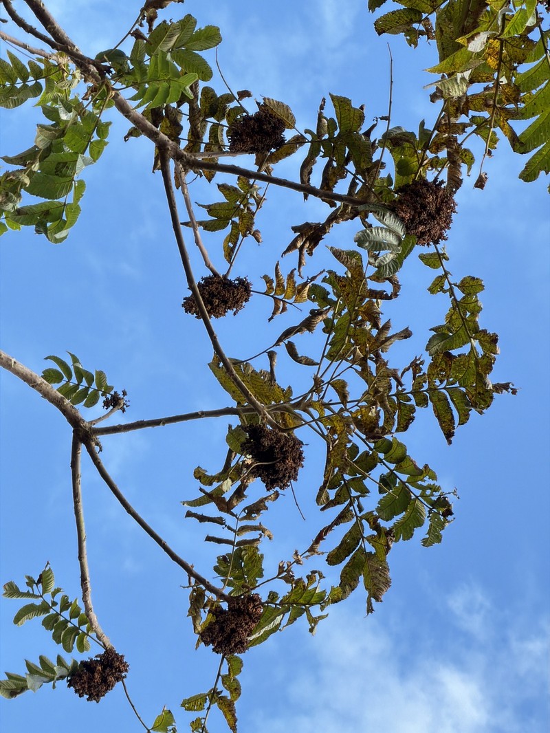 Rhus chinensis var. roxburghii