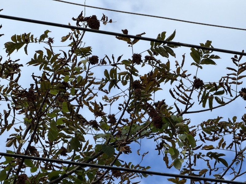 Rhus chinensis var. roxburghii photo 2