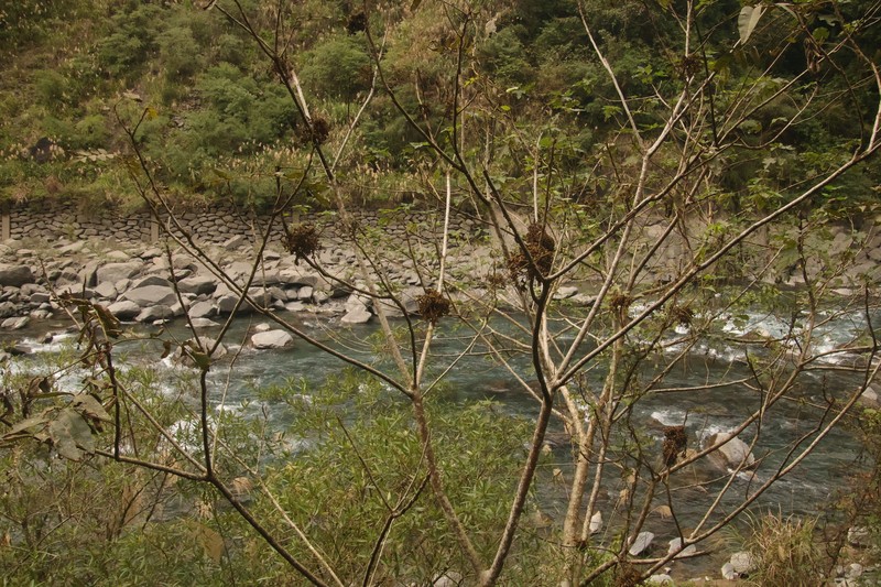 Rhus chinensis var. roxburghii photo 4