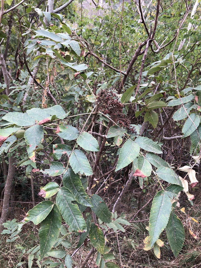 Rhus chinensis var. roxburghii photo 5