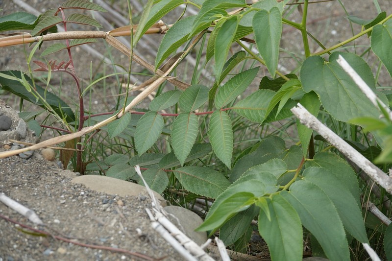 Rhus chinensis var. roxburghii photo 6