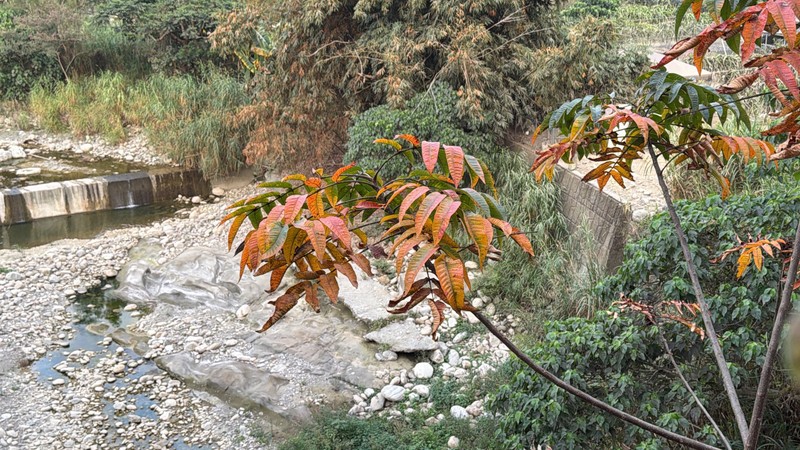 Rhus chinensis var. roxburghii photo 7
