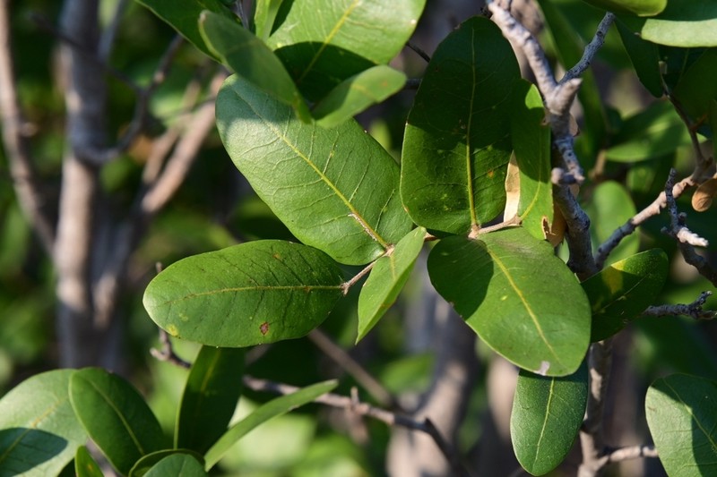 Rhus chondroloma