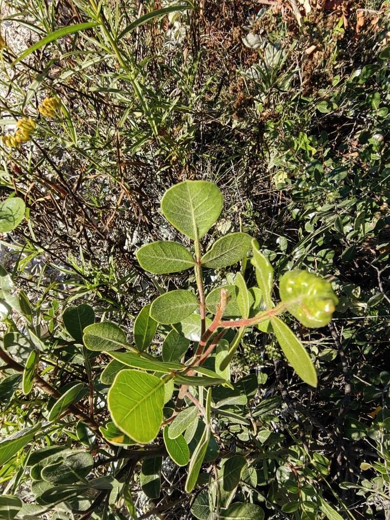 Rhus chondroloma photo 2