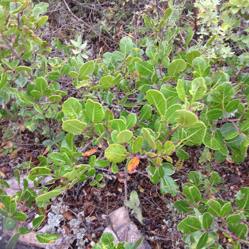 Rhus chondroloma photo 3