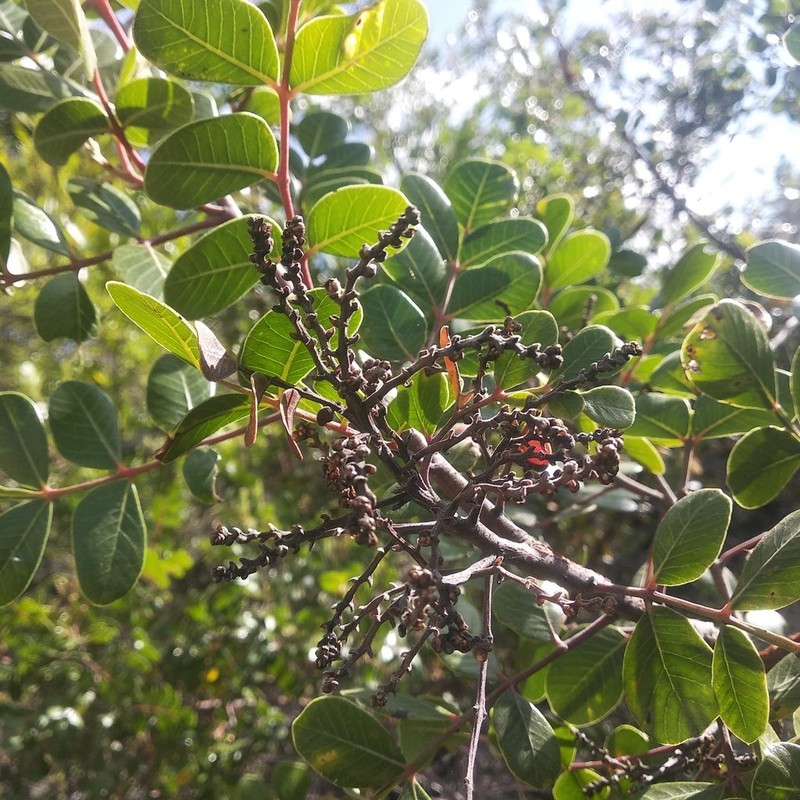 Rhus chondroloma photo 4