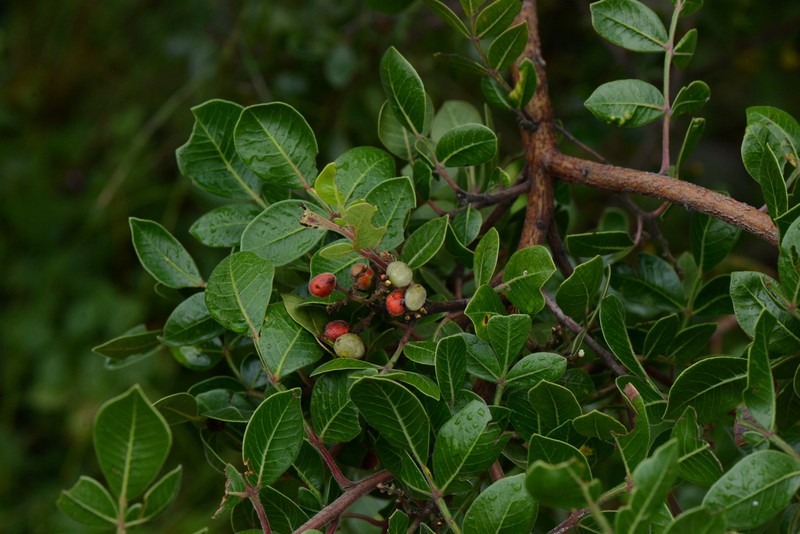 Rhus chondroloma photo 5