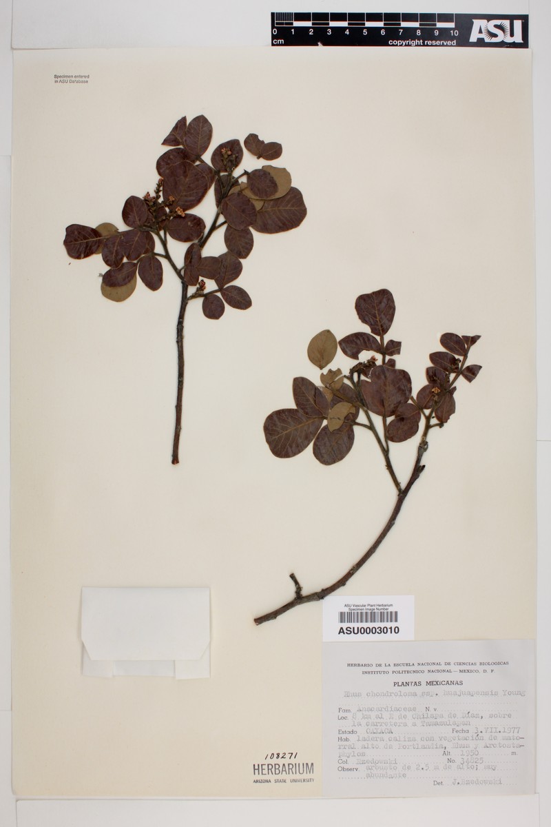 Rhus chondroloma subsp. huajuapanensis