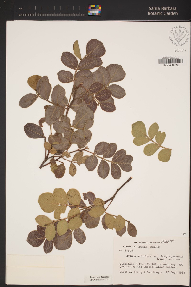 Rhus chondroloma subsp. huajuapanensis photo 2