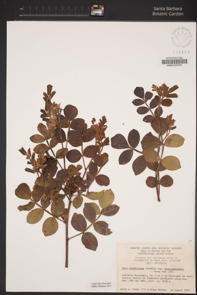 Rhus chondroloma subsp. huajuapanensis photo 3