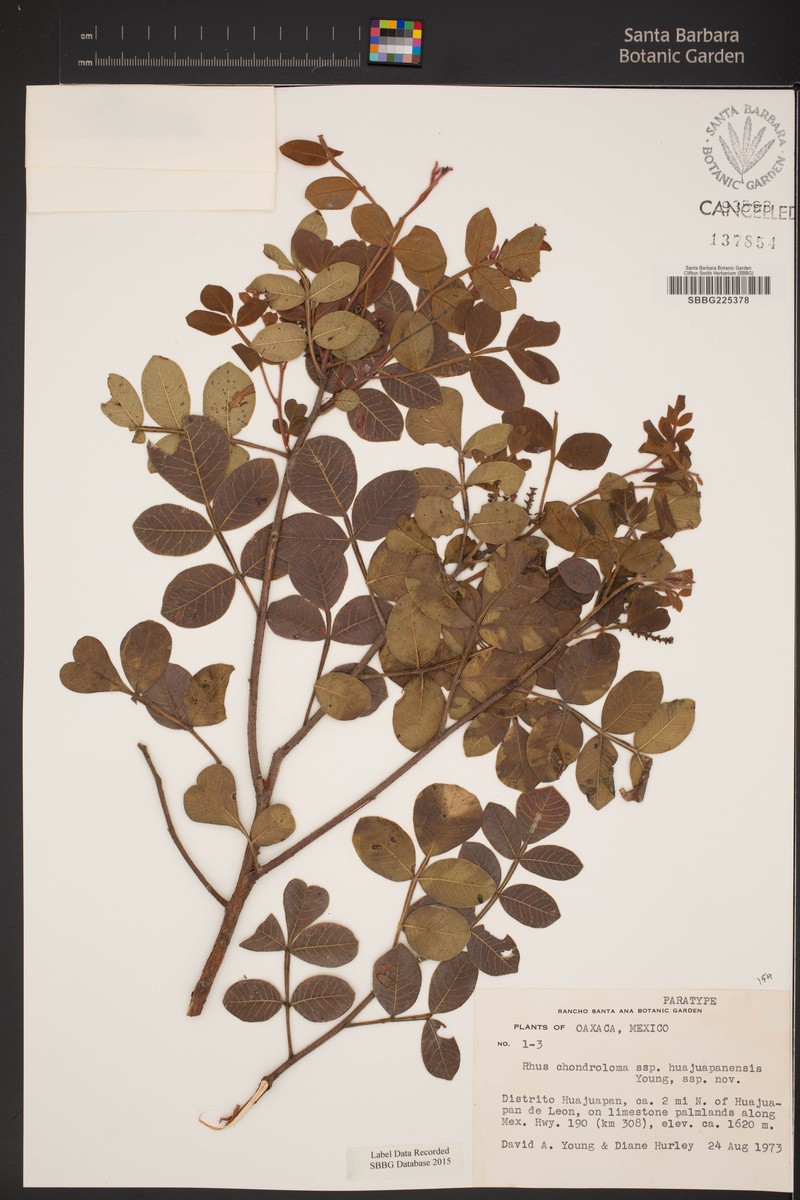 Rhus chondroloma subsp. huajuapanensis photo 4