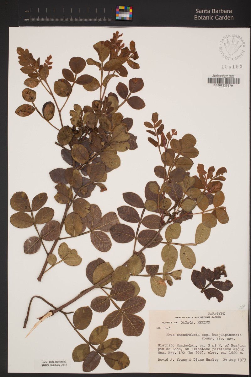 Rhus chondroloma subsp. huajuapanensis photo 5
