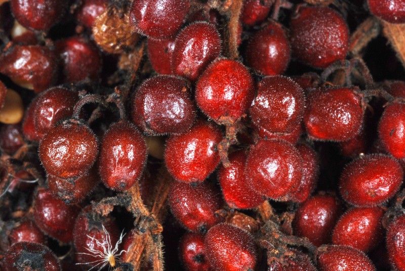 Winged Sumac photo 3