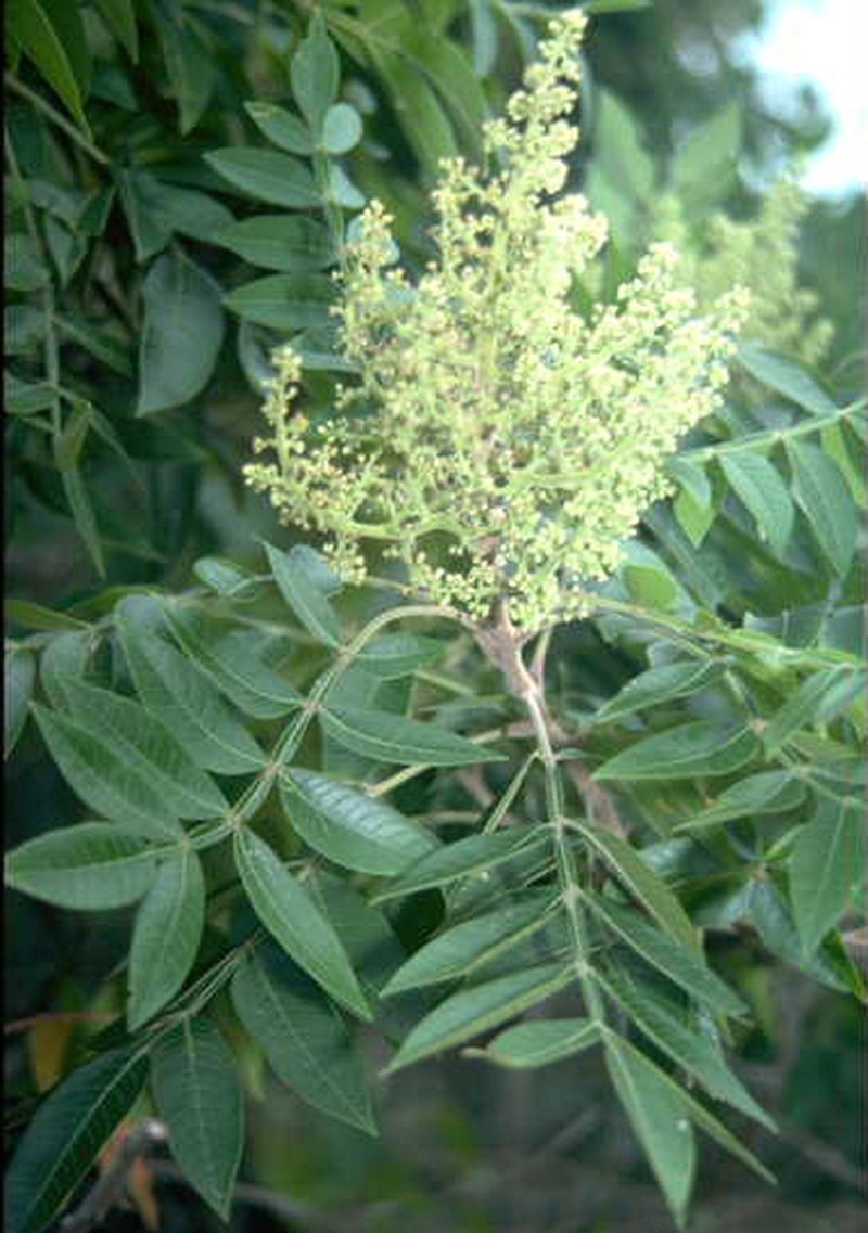 Winged Sumac