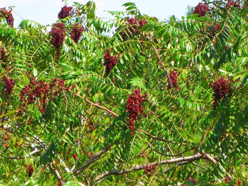 Winged Sumac photo 2