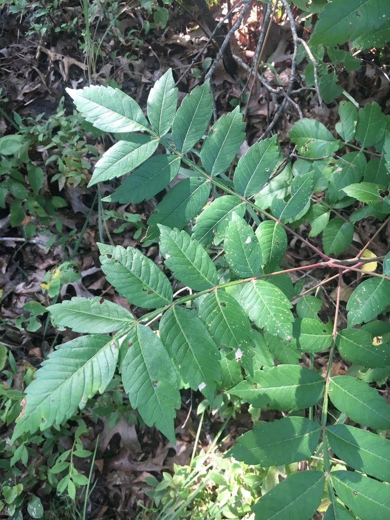 Winged Sumac photo 3