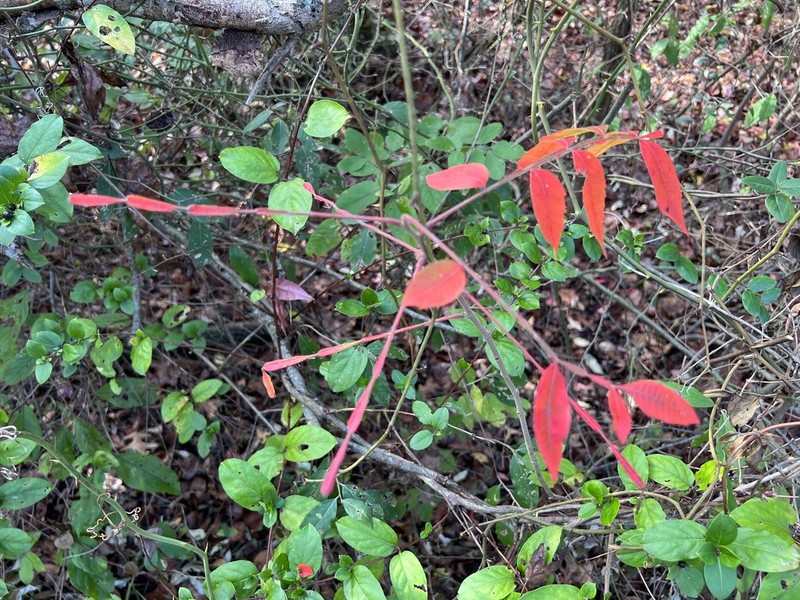 Winged Sumac photo 4